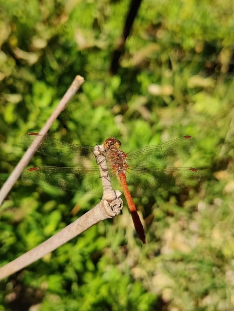 Libellule posée sur une branche nue. De couleur marron, les détails de son corps et de ses ailes sont fascinants. Elle représente les espèces protégés sur le pourtour de l'étang de Berre et de la mer méditerranée - © Otmartigues / SergeT