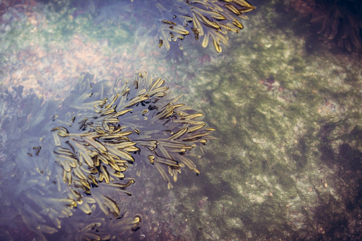 Les algues en méditerranée