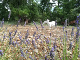 Chèvres