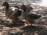 Les animaux de la ferme pédagogique Martigues