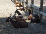 Les animaux de la ferme pédagogique Martigues