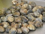 Marché aux poissons de Carro_Martigues
