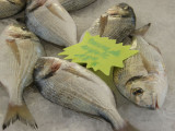 Marché aux poissons de Carro_Martigues