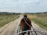 Balade en calèche