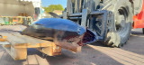 Semana de pesca, campeonato de pesca de altura_Martigues
