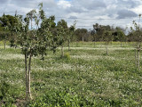 Meditation and tasting in the heart of the almond grove_Martigues