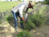 Coupe de la lavande à l'ancienne
