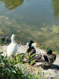 Les Sentiers du Calme - Sophro-balade_Martigues
