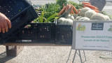 Marché de Carro_Martigues