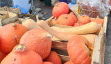 Pumpkin festival in Martigues_Martigues