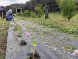 Cultivo de hierbas y flores mediante métodos de agricultura ecológica en un sistema agroforestal en Martigues. Taller ofrecido por Côté Grenades y la Oficina de Turismo de Martigues.