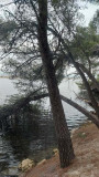 Rives de l'étang de Berre côté Martigues. Arbres pins parasols, eau salée et espaces naturels à voir. Balade écologique sur les rives de l'étang de Berre de Martigues