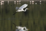 A white heron with gray wings flying over the pond. Water droplets under its feet show that it has just come out of the water. - © Jean-Marc Chianea Bird migration and flight over the Pourra pond can be observed during an outdoor excursion in Martigues. A tour organized by the Martigues Tourist Office