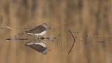 A white-rumped sandpiper with brown feathers standing among the reeds of the Pourra pond. - © Jean-Marc Chianea A rare migratory bird to observe during a nature outing in the Pourra pond with the Martigues Tourist Office.