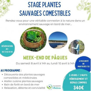 Stage : Plantes sauvages comestibles et connexion à la nature