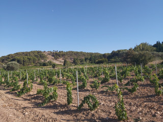 Repas des vendanges
