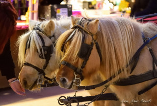 Balades à poneys en centre-ville_Martigues