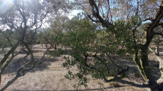 Rencontre avec une oléicultrice au Domaine Plan de Fossan_Martigues