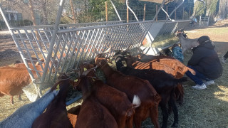 Del ordeño al plato: un día en la granja_Martigues Del ordeño al plato: un día en la granja_Martigues