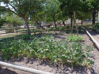 Découverte du potager de la ferme pédagogique_Martigues