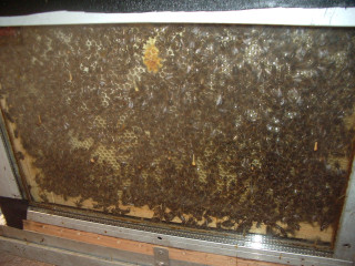 Animation autour de abeilles_Martigues