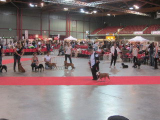 Exposition canine internationale de Martigues_Martigues