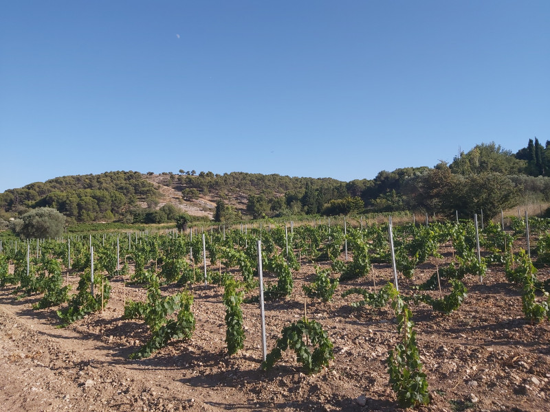 Repas des vendanges