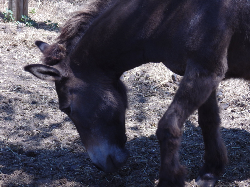 Les animaux de la ferme pédagogique Martigues
