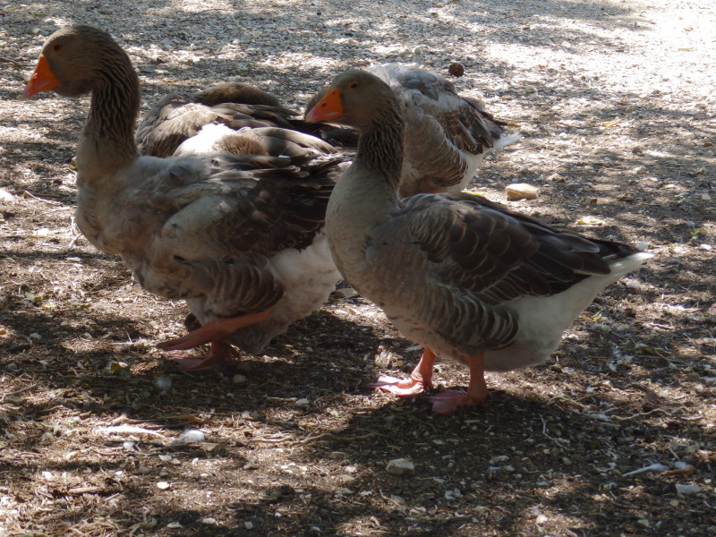 Les animaux de la ferme pédagogique Martigues