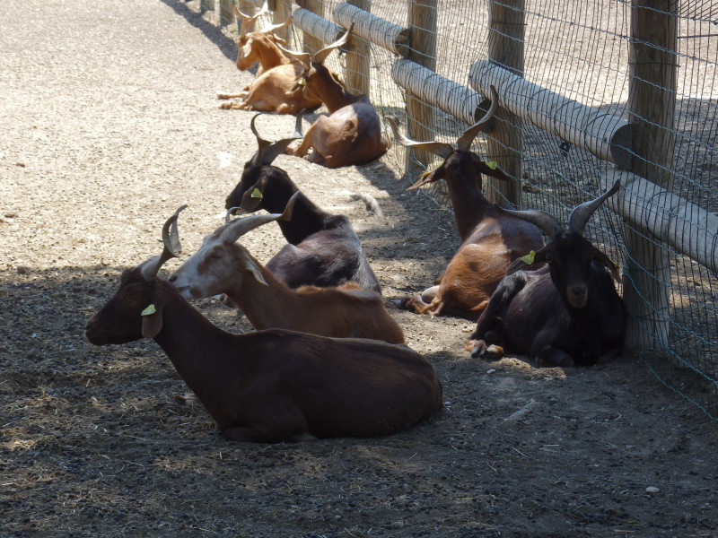 Les animaux de la ferme pédagogique Martigues