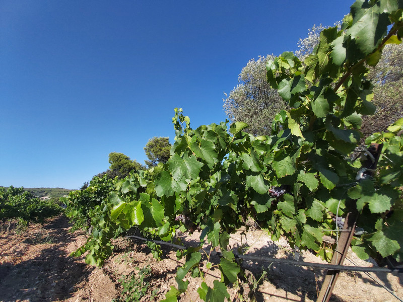 Hike in the vineyard trails of Martigues