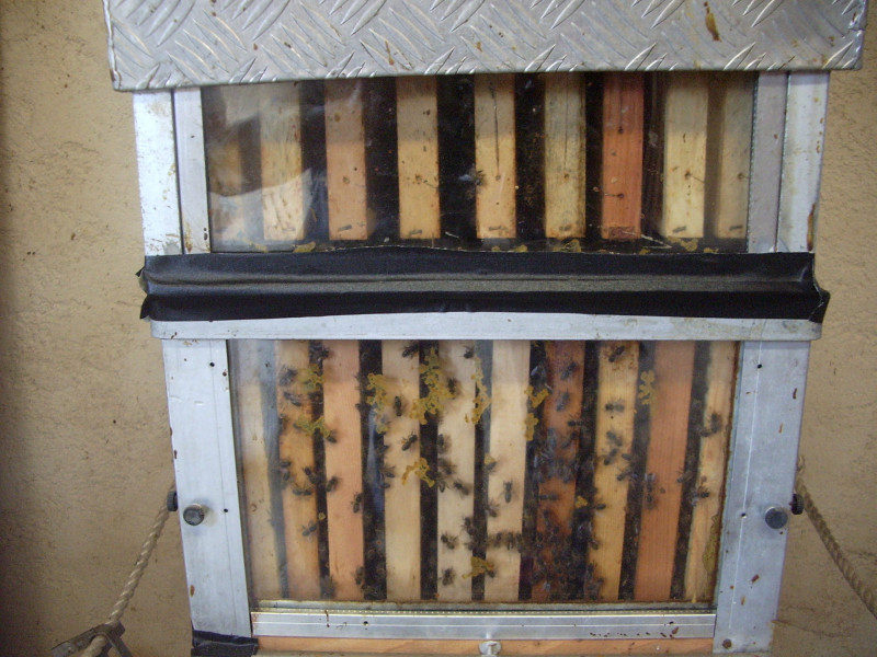 Animation around bees_Martigues