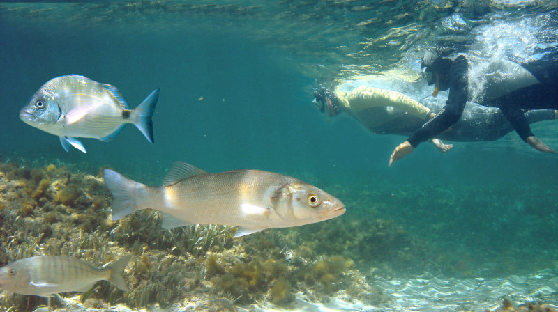 Snorkeling au coeur du Parc Marin_Carry-le-Rouet