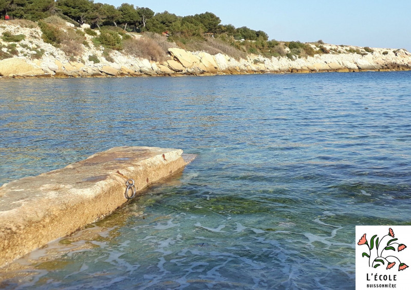 Balade plantes comestibles et médicinales de la Côte bleue_Martigues