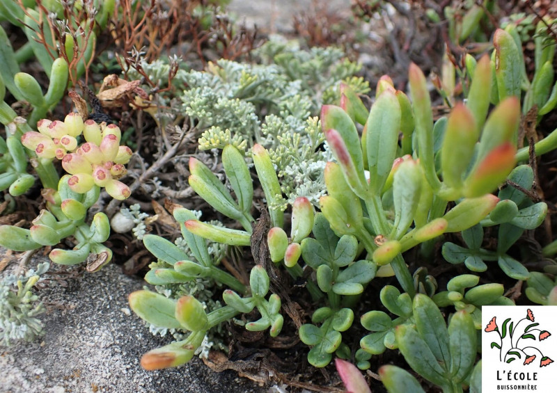 Balade plantes comestibles et médicinales de la Côte bleue_Martigues