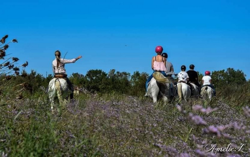 Paseos a caballo en el Marais du Vigueirat