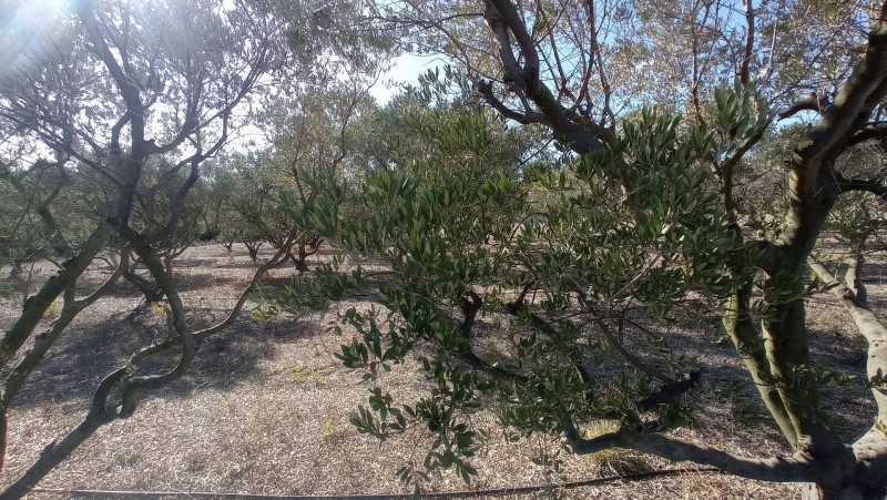 Meeting with an olive grower at Domaine Plan de Fossan_Martigues