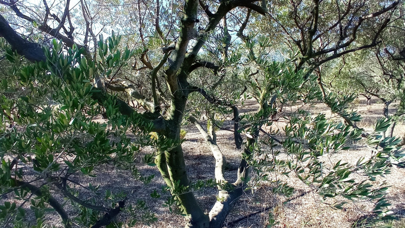 Encuentro con un olivarero en el Domaine Plan de Fossan_Martigues