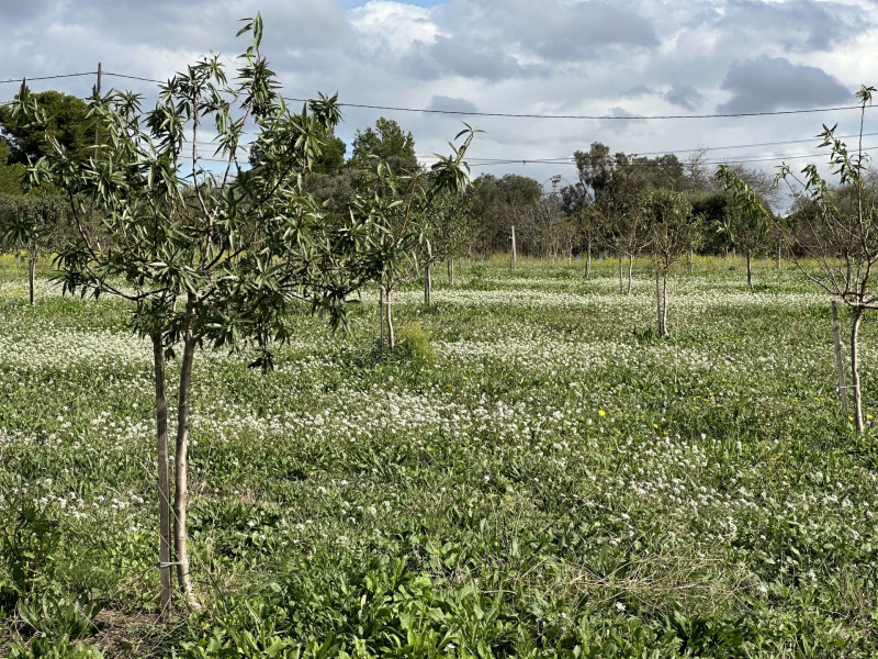 Meditation and tasting in the heart of the almond grove_Martigues