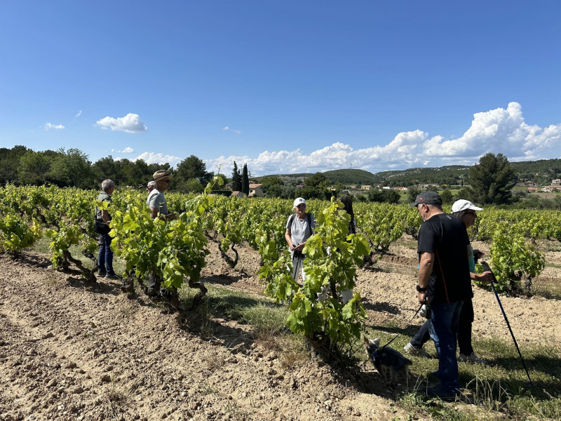 Winegrower's walk in Provence_Martigues