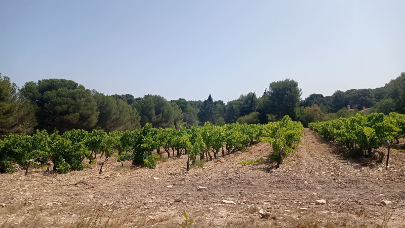 Les violons du rigodon: Trad dance, workshop and wanderings_Martigues