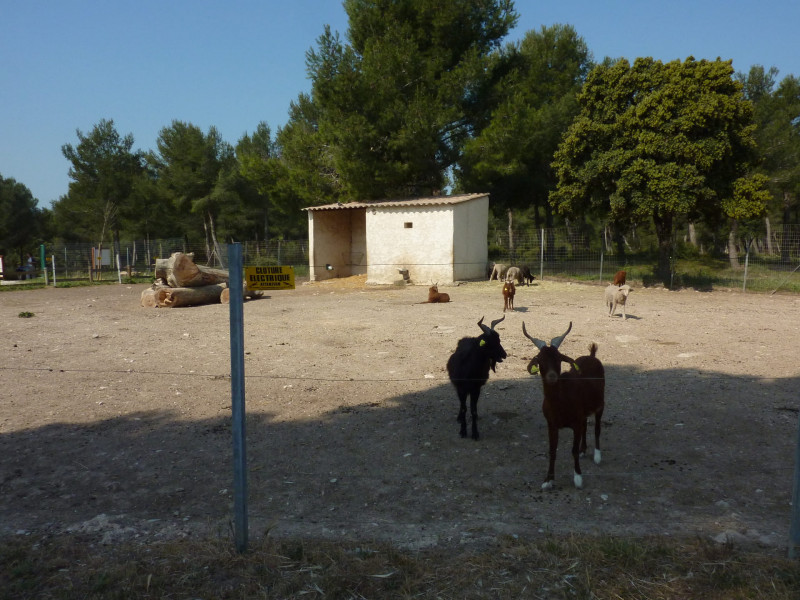 Découverte de l'éco-pâturage_Martigues