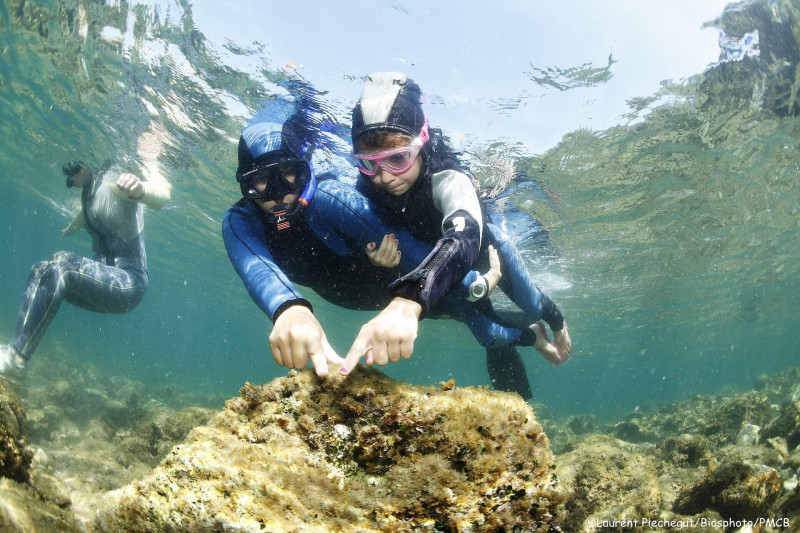 Snorkeling in the heart of the Marine Park_Carry-le-Rouet - © Laurent Piechegut Snorkeling in the heart of the Marine Park_Carry-le-Rouet