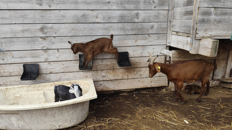 From milking to plate: a day on the farm_Martigues