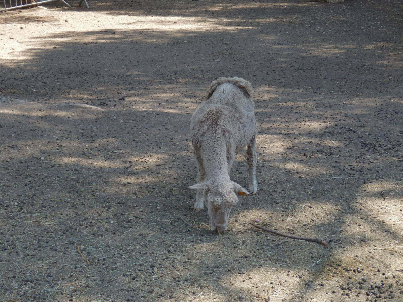 Dime en la granja_Martigues