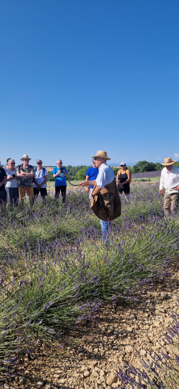 Coupe de la lavande à l'ancienne Coupe de la lavande à l'ancienne