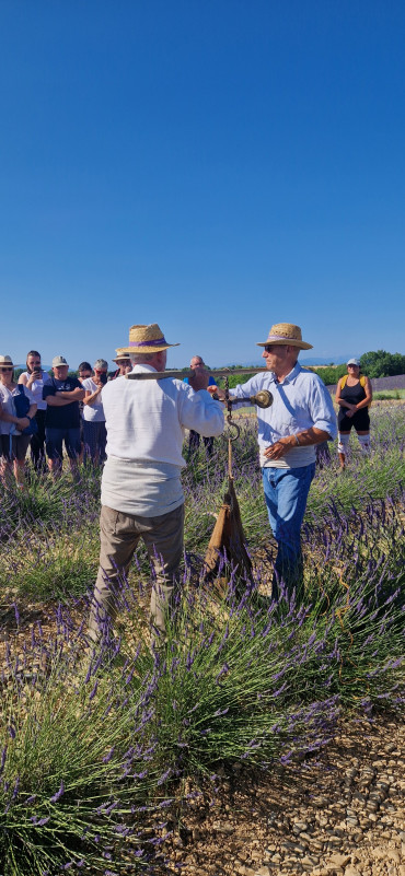 Coupe de la lavande à l'ancienne Coupe de la lavande à l'ancienne