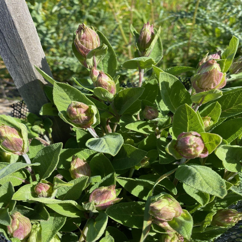 Aromatic herb planting workshop & introduction to agroforestry_Martigues