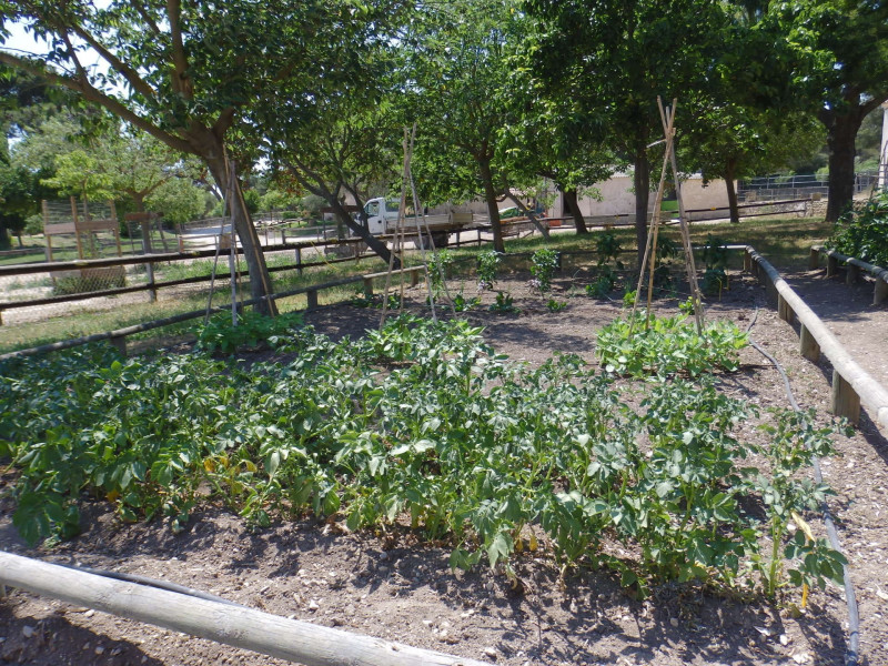 Découverte du potager de la ferme pédagogique_Martigues