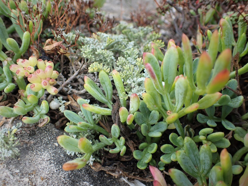 Camina para descubrir plantas silvestres comestibles y medicinales de la costa._Martigues